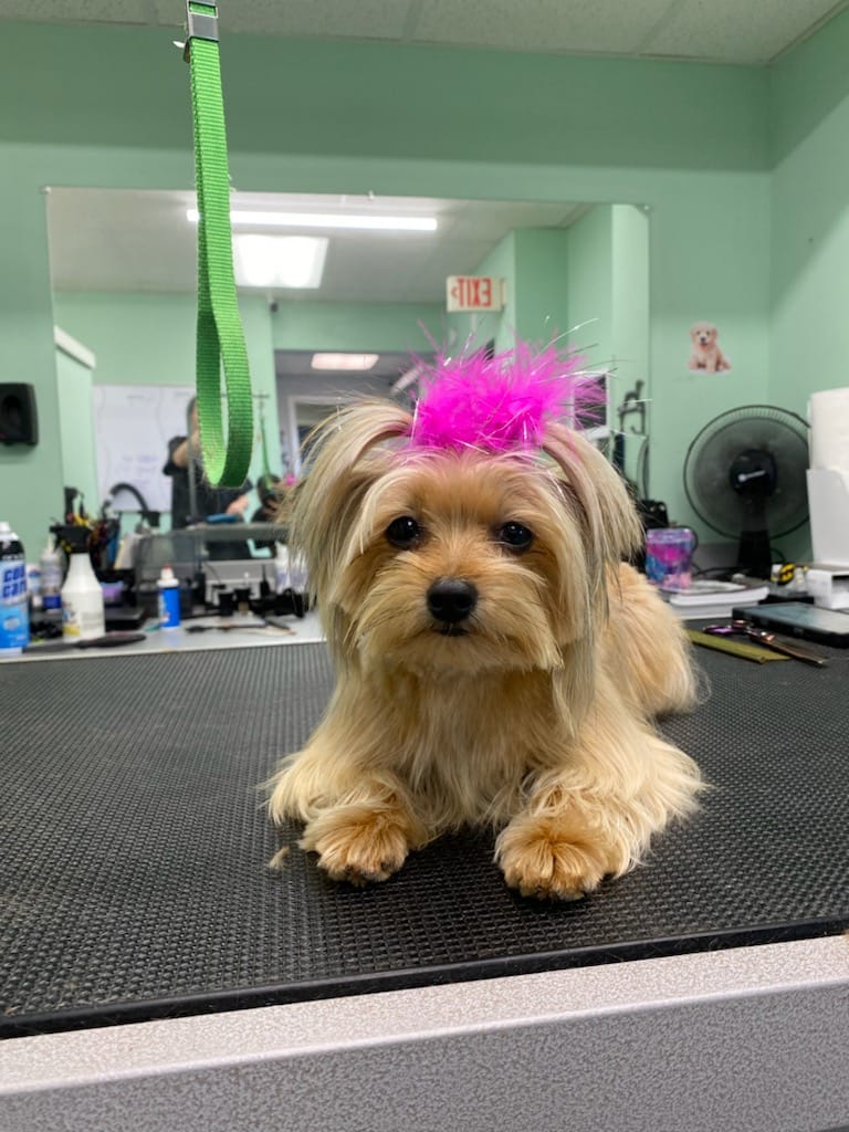 is a dog groomer a good job